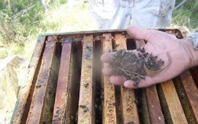 Ante la mortandad de abejas, reclaman una “firme respuesta institucional”.