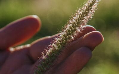 Buffel Grass: una alternativa forrajera para recuperar áreas degradadas.