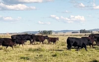 La cría vacuna en las sierras: donde el entore decide el año.