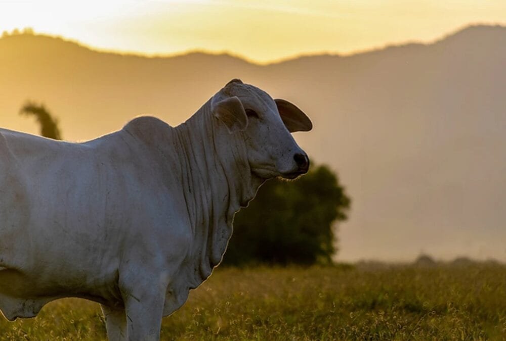 Con rentabilidad y previsibilidad, Paraguay puede llegar a los 16 millones de cabezas.