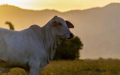 Con rentabilidad y previsibilidad, Paraguay puede llegar a los 16 millones de cabezas.