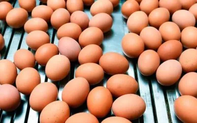 La Mesa Avícola analizó la llegada del rey del huevo a Uruguay.