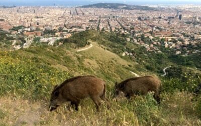 Ya son 29 los jabalíes detectados con peste porcina africana en la zona de control del primer foco en España