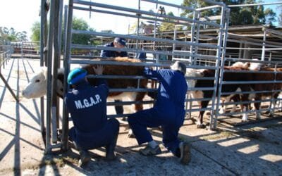 La ley permite enviar ganado con garrapata a faena, pero exige responsabilidad estricta.