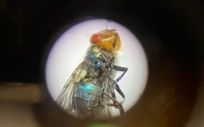 Avanza el programa de erradicación de la bichera.