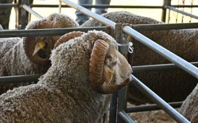 Crilu entregó la generación de carneros más ultrafina en 26 años.