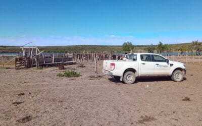 Argentina. Acciones de vigilancia de fiebre aftosa contribuyen a preservar el estatus sanitario.