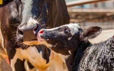 En Oaxaca, México, el gusano barrenador afecta al ganado lechero: más de mil casos detectados.