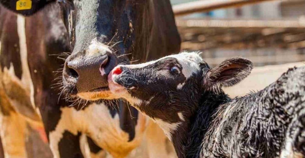 En Oaxaca, México, el gusano barrenador afecta al ganado lechero: más de mil casos detectados.