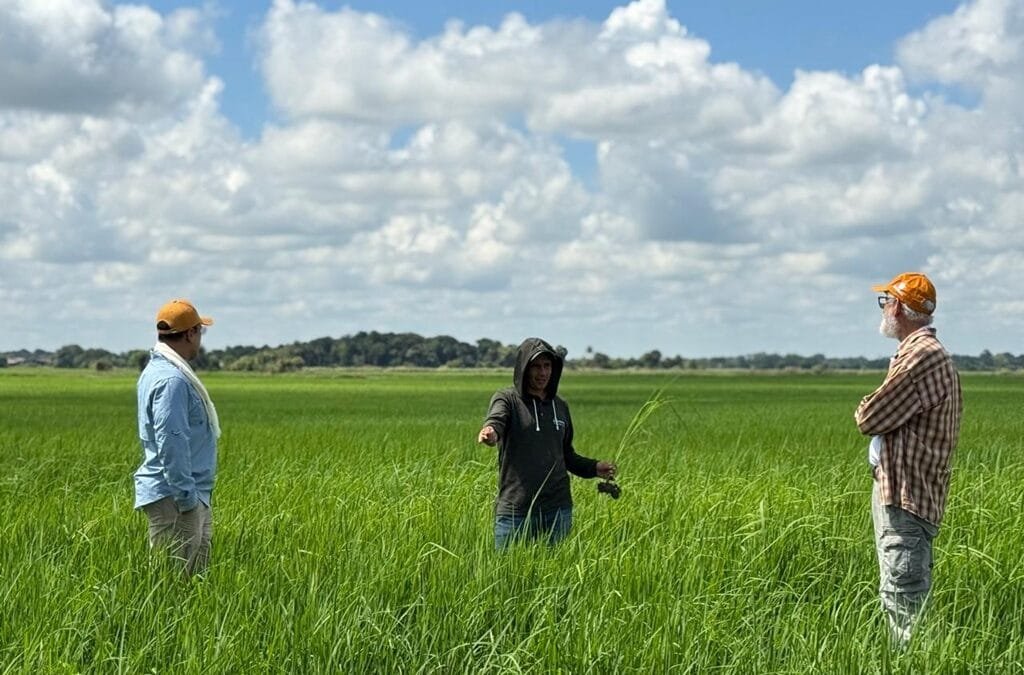 A pesar de las dificultades, el arroz brasileño es competitivo.