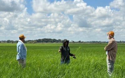 A pesar de las dificultades, el arroz brasileño es competitivo.