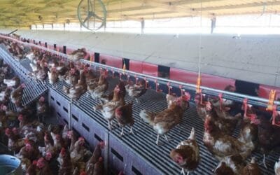 Se aprobó nueva Guía de buenas prácticas para establecimientos avícolas.