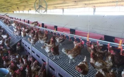 Se aprobó nueva Guía de buenas prácticas para establecimientos avícolas.