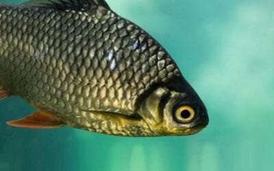 China desarrolló peces sin espinas; el lanzamiento al mercado será en 2026.