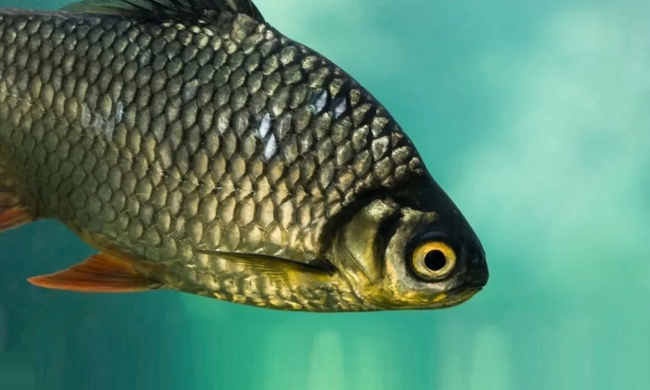 China desarrolló peces sin espinas; el lanzamiento al mercado será en 2026.