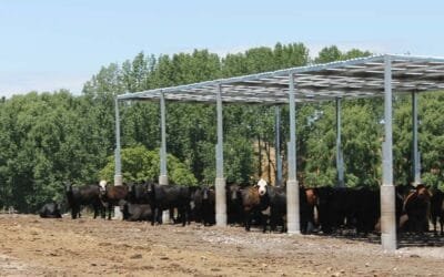 Ante la llegada del calor, mitigación física para los corrales.