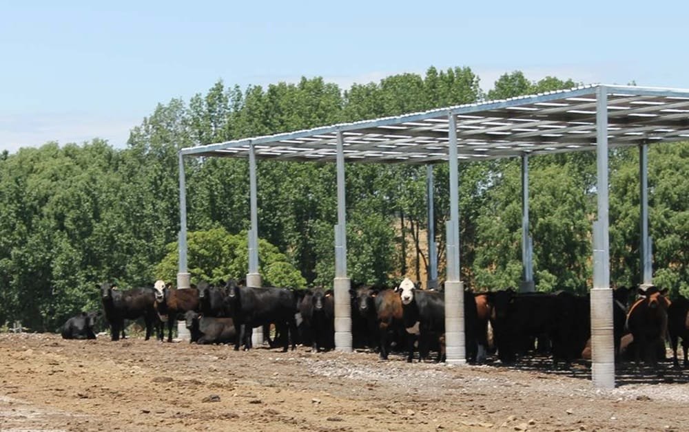 Ante la llegada del calor, mitigación física para los corrales.