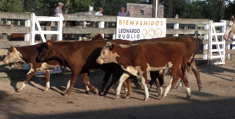 Con agilidad y buenos valores en el Campanero, se despachó surtida oferta.