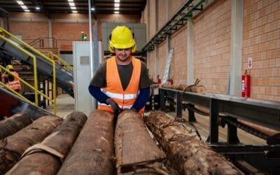 Paraguay. Sector forestal marca hito histórico al superar los US$ 100 millones en exportaciones.
