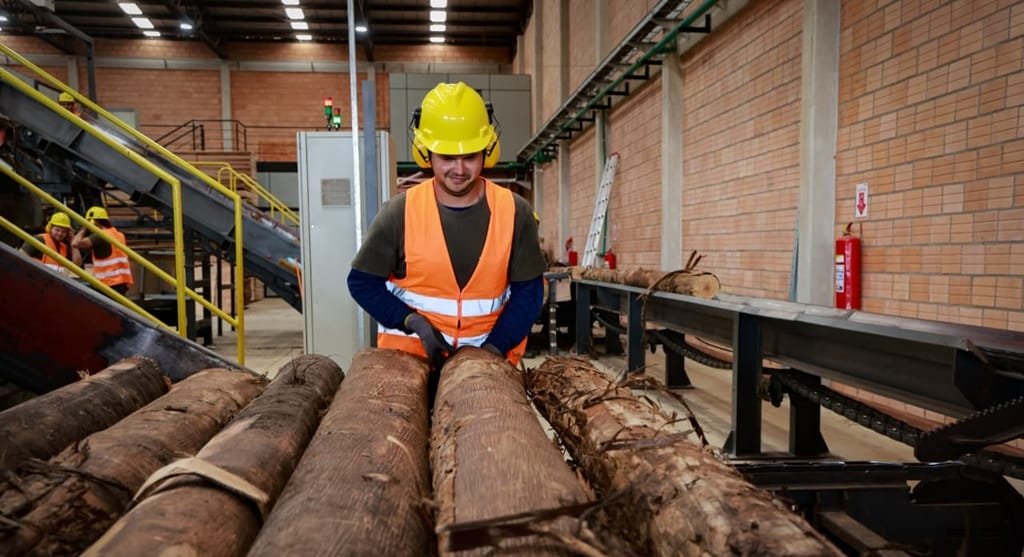Paraguay. Sector forestal marca hito histórico al superar los US$ 100 millones en exportaciones.