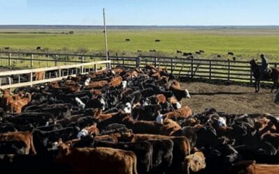 Excelente oferta de vaquillonas y vacas preñadas de Valdez, en Lote 21.