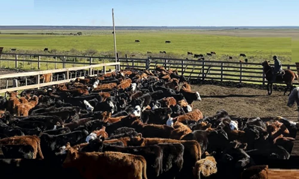 Excelente oferta de vaquillonas y vacas preñadas de Valdez, en Lote 21.