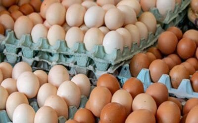 Brasil proyecta nuevos récords en proteína animal para 2025 y 2026.