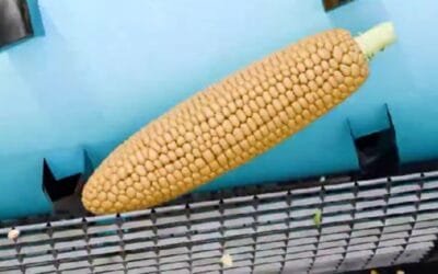 La eficiencia detrás de una cosechadora de maíz sorprende en redes sociales.