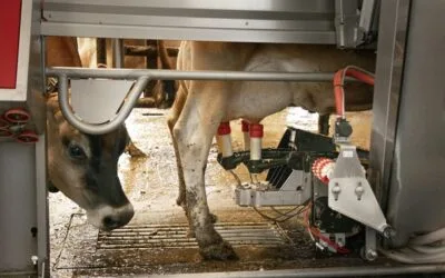 ¿Por qué el ganado vacuno y los humanos son buenos huéspedes para la gripe aviar?