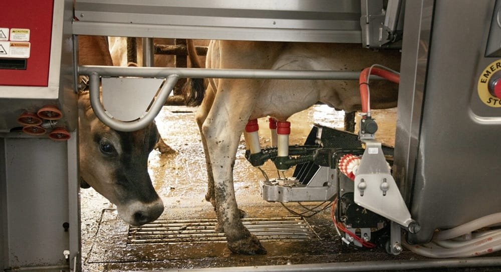 ¿Por qué el ganado vacuno y los humanos son buenos huéspedes para la gripe aviar?