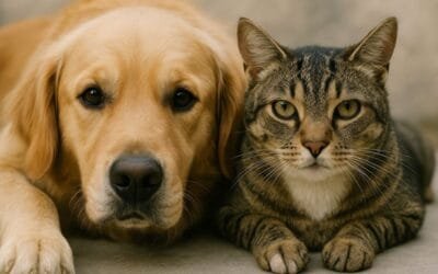 12º edición del curso de operador Renac para veterinarios.