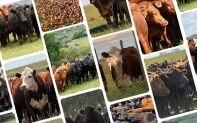 En dos días Plaza Rural rematará importante oferta.