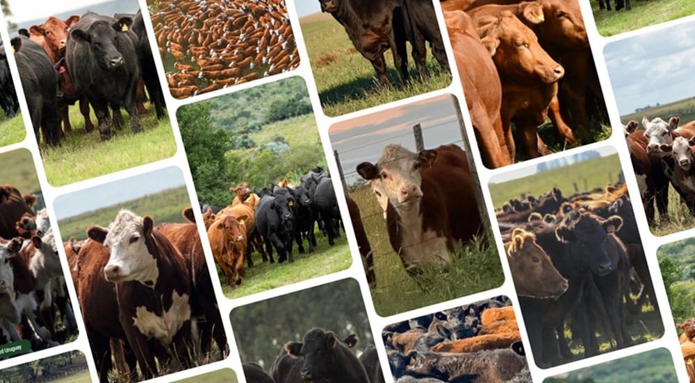 En dos días Plaza Rural rematará importante oferta.