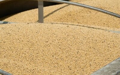 China sigue sin comprar soja estadounidense; envíos desde Argentina suben 634%.