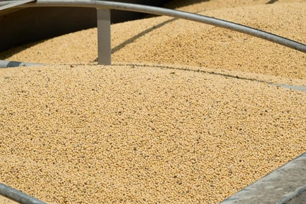 China sigue sin comprar soja estadounidense; envíos desde Argentina suben 634%.