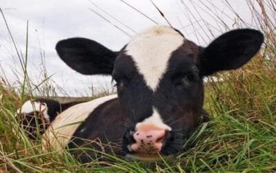 Se viene el Plan piloto cría de terneros.