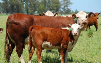 Comenzó a caminar el Procría: cuando la cría empieza a ordenarse.