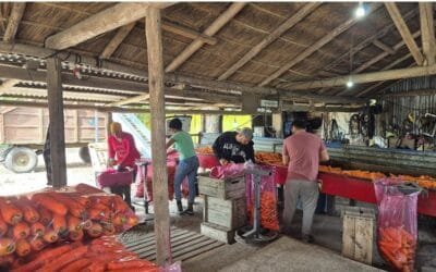 Productores de zanahoria poseen “alto” nivel de tecnificación.