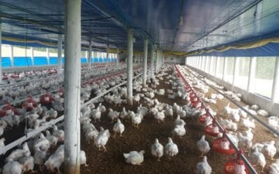 Gran año para el sector avícola