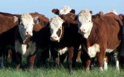 Brasil y Uruguay tuvieron subas de seis centavos de dólar en el precio del novillo