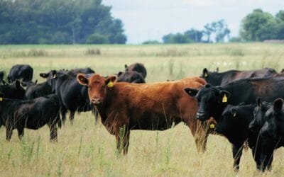 Remates e importante foro sobre carne: la participación de la SCAAU en Agro en Punta.