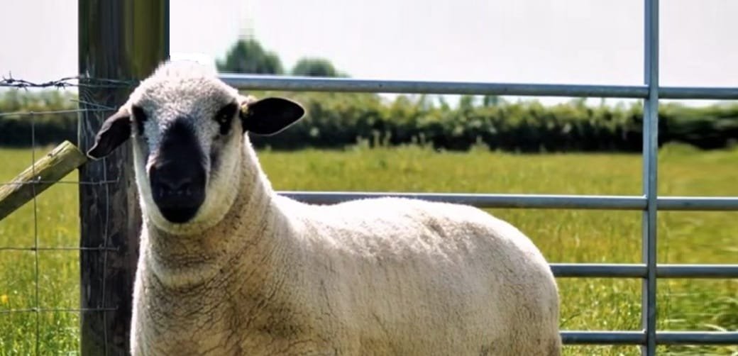 Examen de aptitud reproductiva del carnero.