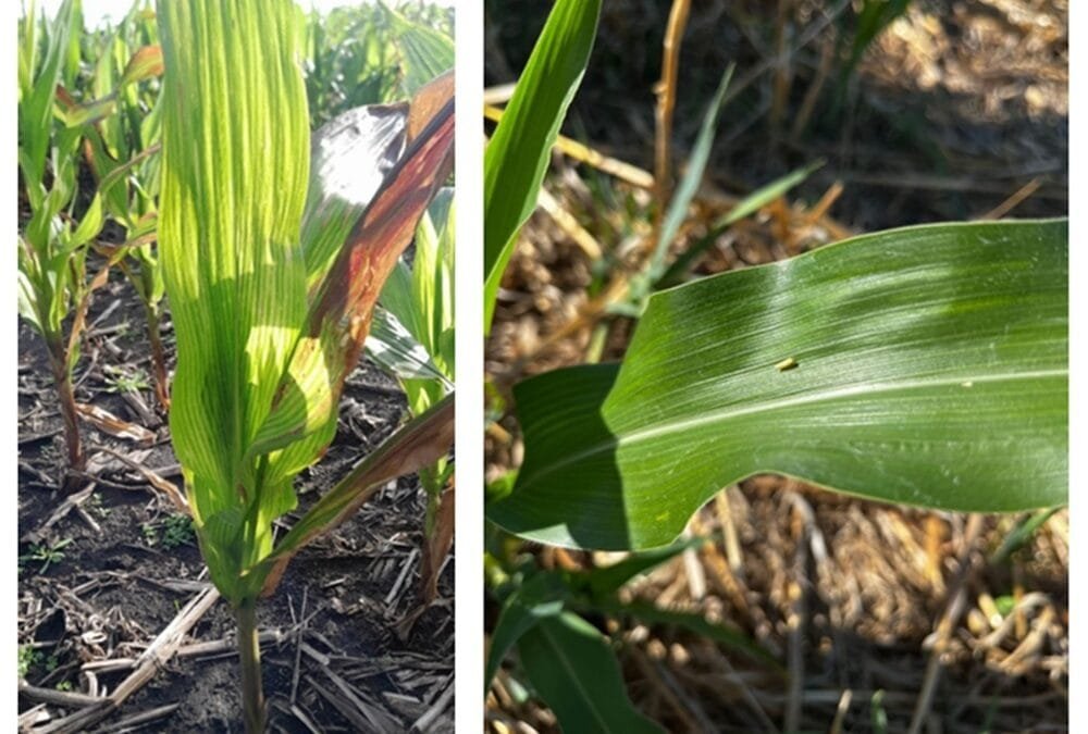 INIA: Hay un incremento en la población de chicharrita a nivel país.