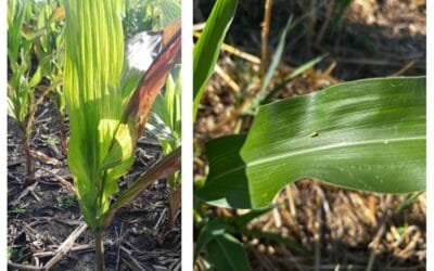 INIA: Hay un incremento en la población de chicharrita a nivel país.