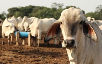 Paraguay bate récords en valor de exportación en 2025