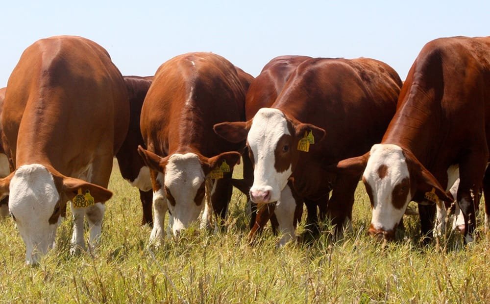 Menos vacas, más riesgos: el declive global del pastoreo cambia el equilibrio ecológico.