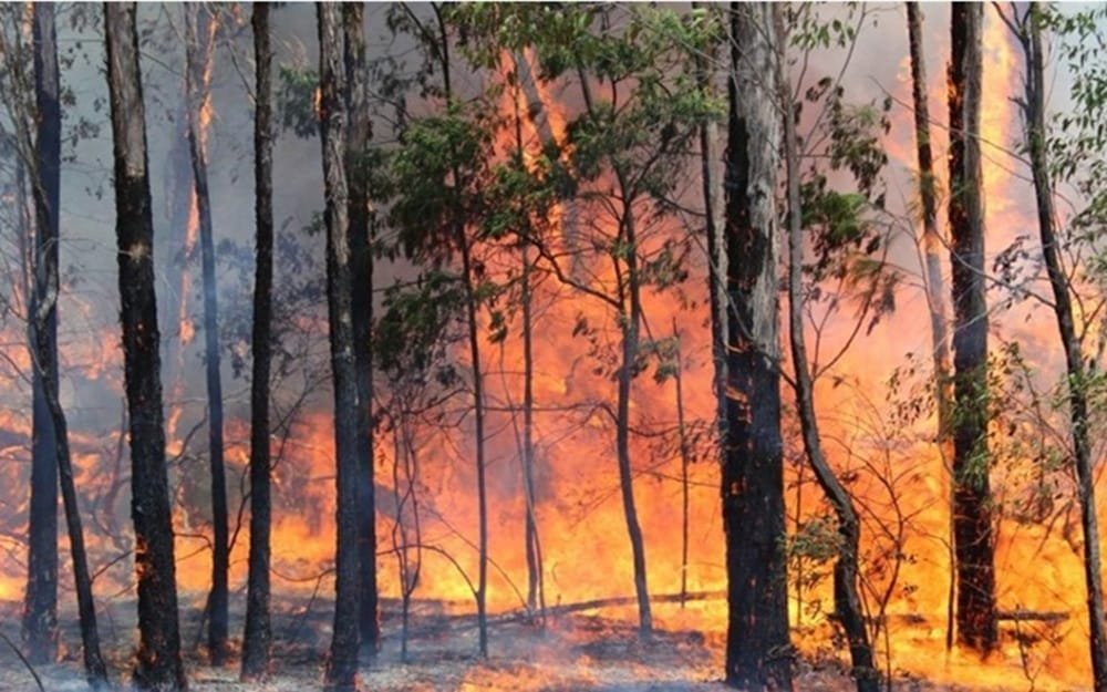 La conducta humana es clave para prevenir incendios forestales y de campo.