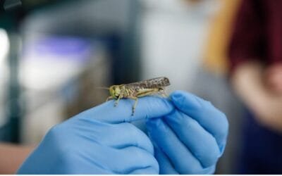 Científicos encontraron la forma de detener enjambres de langostas que destruyen cultivos.