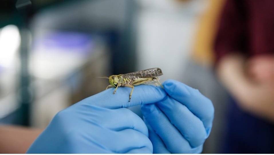 Científicos encontraron la forma de detener enjambres de langostas que destruyen cultivos.