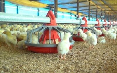 Buenas señales para el sector avícola